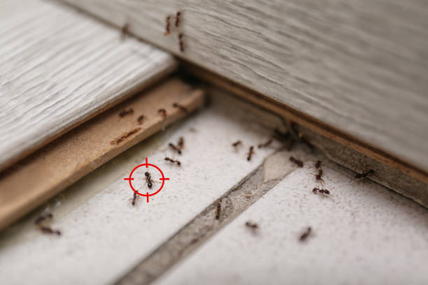Best Best Pest Control Companies  in Ellenville, NY