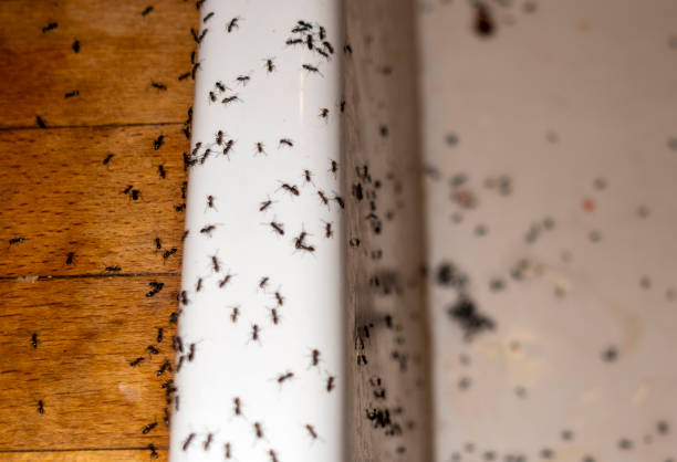 Best Termite Control Services  in Ellenville, NY