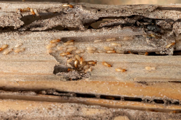 Best Bed Bug Extermination  in Ellenville, NY