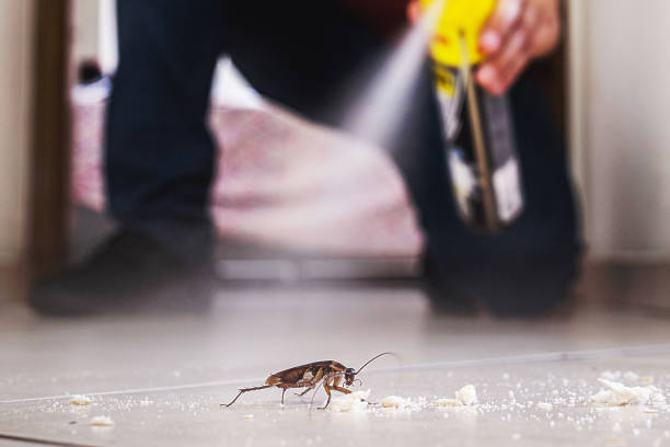 Best Flea Control Services  in Ellenville, NY